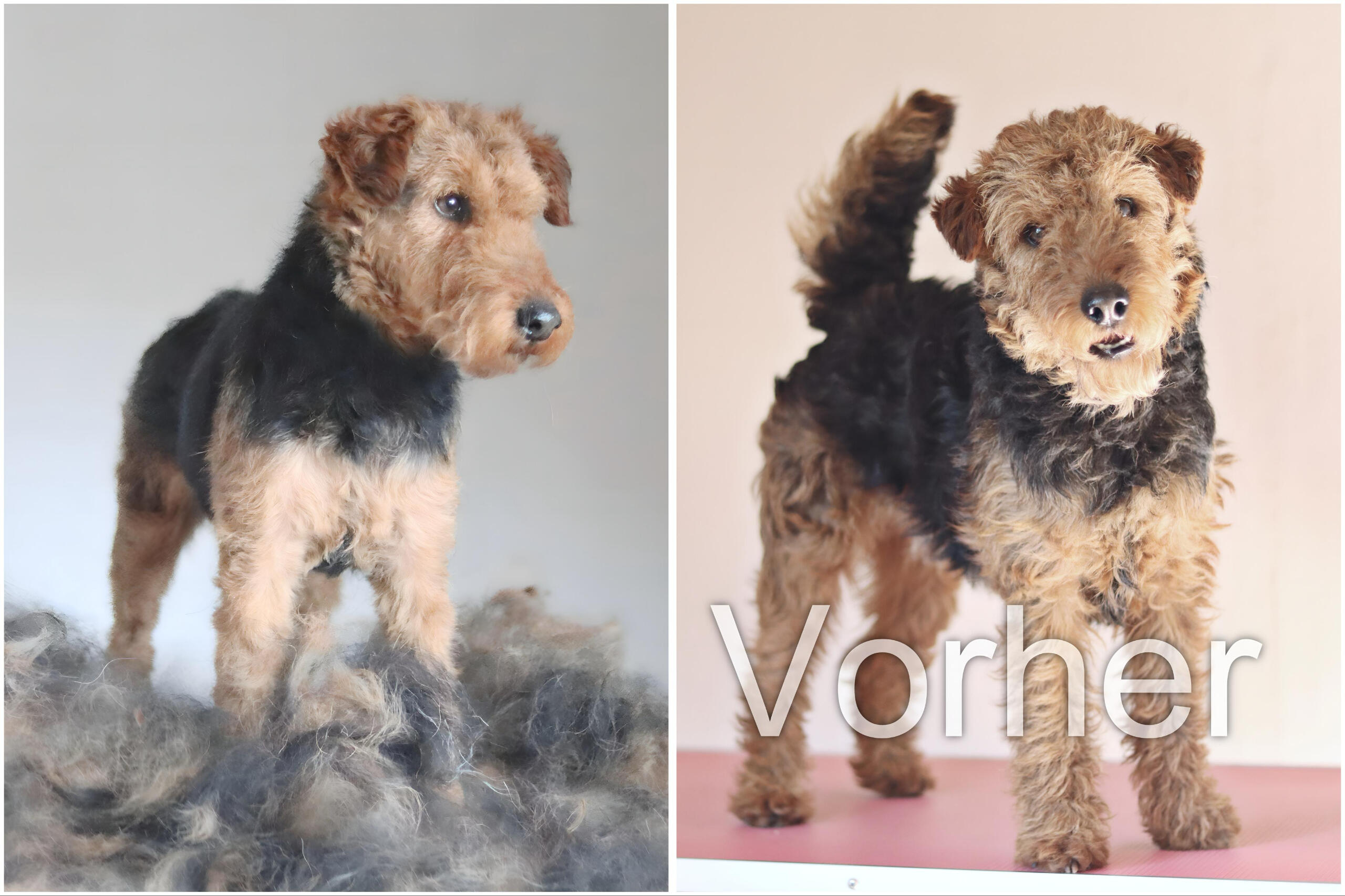 Hundefriseur Goldbach