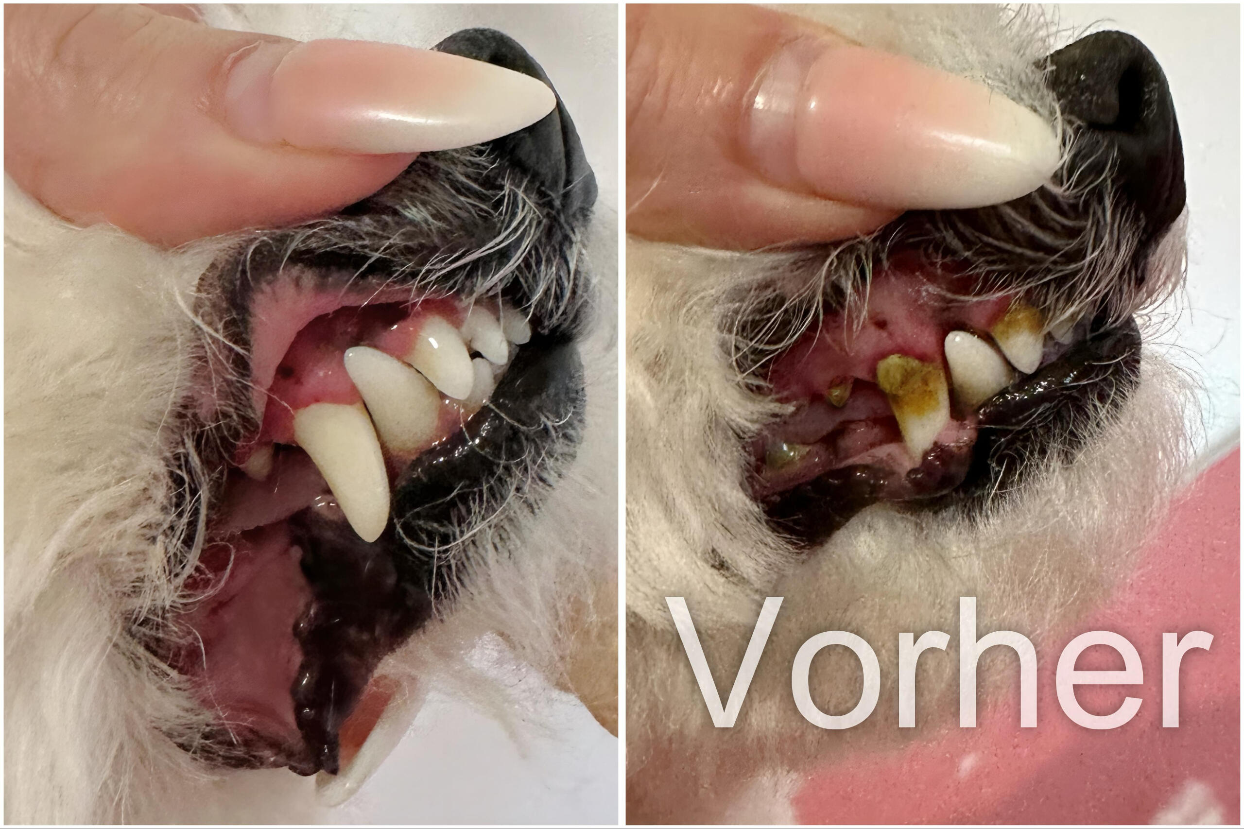 Hundefriseur Goldbach